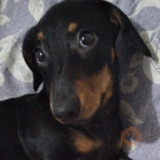 cachorros | memes engraçados sticker 21