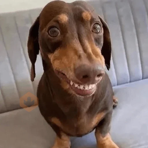 cachorros | memes engraçados sticker 19