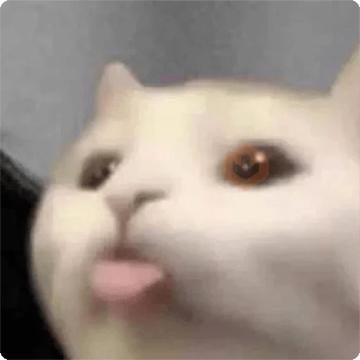 Gatos Random 🐈‍⬛🐈 XDXD sticker 11