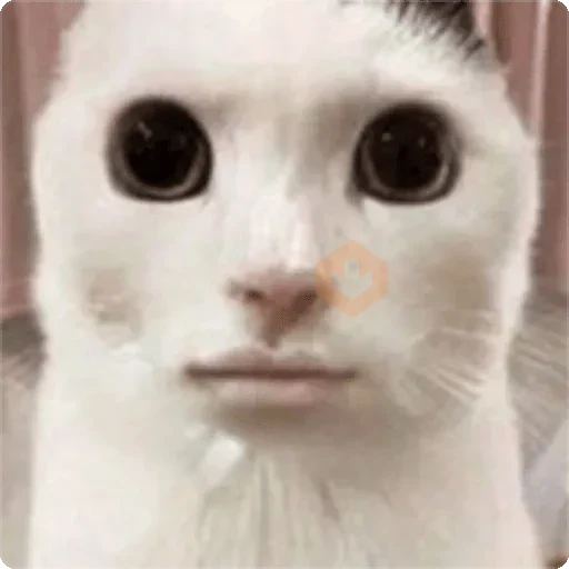 Gatos Random 🐈‍⬛🐈 XDXD sticker 14