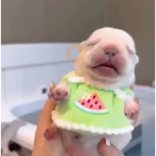 ▛▞⃞⵿፝͡🐶ᩙ᷒ᰰ꯭ᩡᩡ Pibbles ©️nani sticker 13