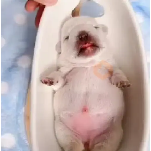 ▛▞⃞⵿፝͡🐶ᩙ᷒ᰰ꯭ᩡᩡ Pibbles ©️nani sticker 11