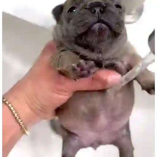 ▛▞⃞⵿፝͡🐶ᩙ᷒ᰰ꯭ᩡᩡ Pibbles ©️nani sticker 16