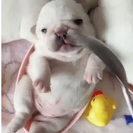 ▛▞⃞⵿፝͡🐶ᩙ᷒ᰰ꯭ᩡᩡ Pibbles ©️nani sticker 12
