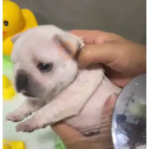 ▛▞⃞⵿፝͡🐶ᩙ᷒ᰰ꯭ᩡᩡ Pibbles ©️nani sticker 18