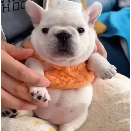 ▛▞⃞⵿፝͡🐶ᩙ᷒ᰰ꯭ᩡᩡ Pibbles ©️nani sticker 19