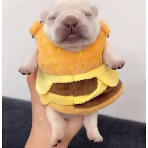 ▛▞⃞⵿፝͡🐶ᩙ᷒ᰰ꯭ᩡᩡ Pibbles ©️nani sticker 15