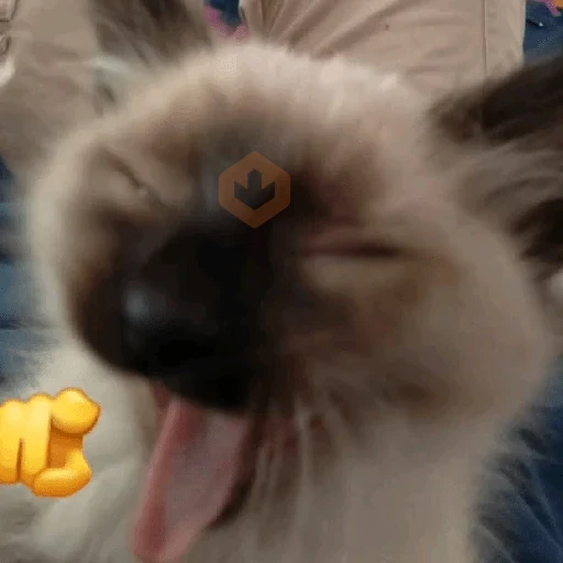 🐈🧶 GATOS | CATS 🧶🐈 sticker 18