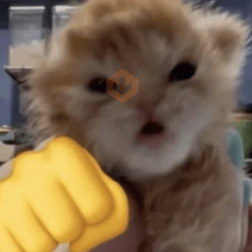 🐈🧶 GATOS | CATS 🧶🐈 sticker 13