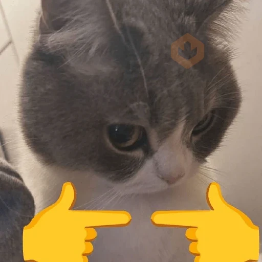 🐈🧶 GATOS | CATS 🧶🐈 sticker 15