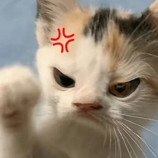 🐈🧶 GATOS | CATS 🧶🐈 sticker 17