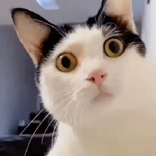 😸 GATOS | FUNNY 😹 sticker 13