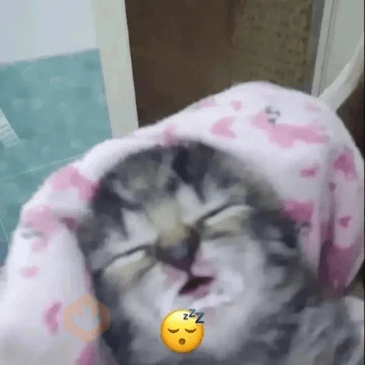 Cats emojis sticker 12