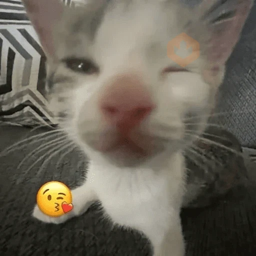Cats emojis sticker 15