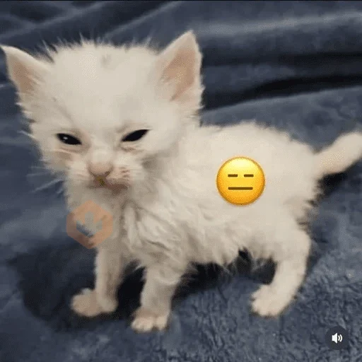 Cats emojis sticker 16