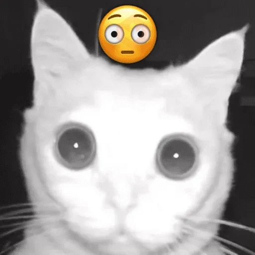Cats emojis sticker 23