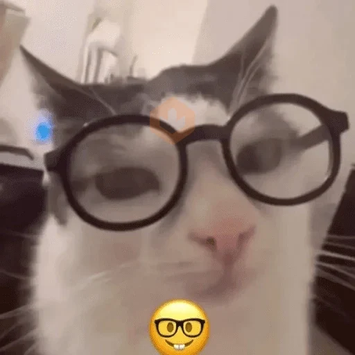 Cats emojis sticker 13