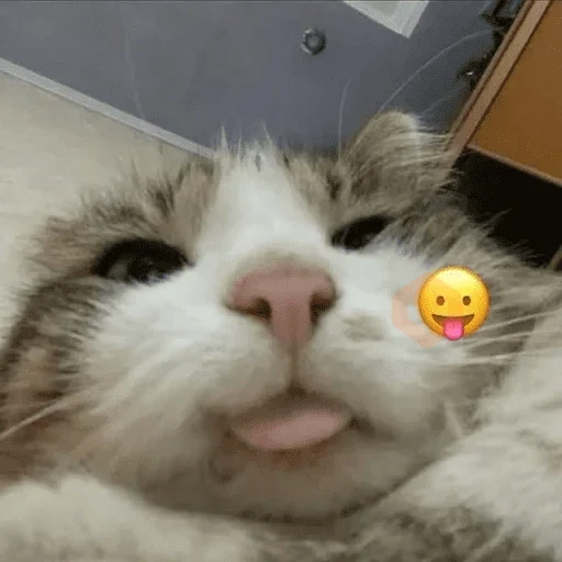 Cats emojis sticker 17