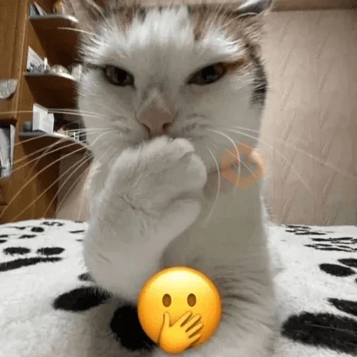 Cats emojis sticker 11