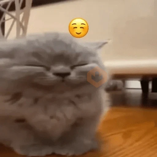 Cats emojis sticker 14