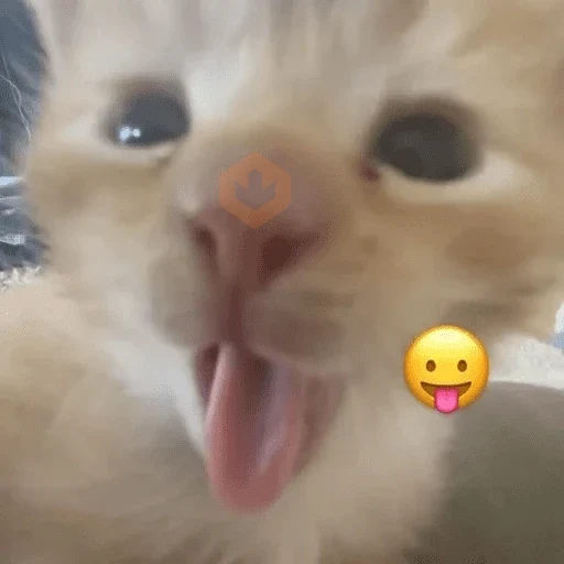 Cats emojis sticker 18