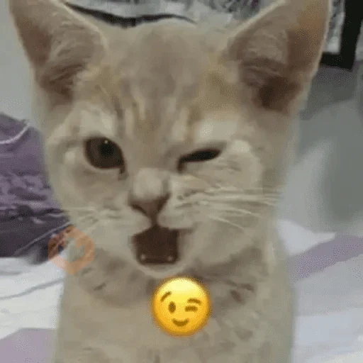 Cats emojis sticker 19