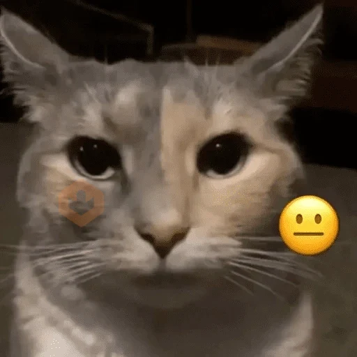 Cats emojis sticker 22