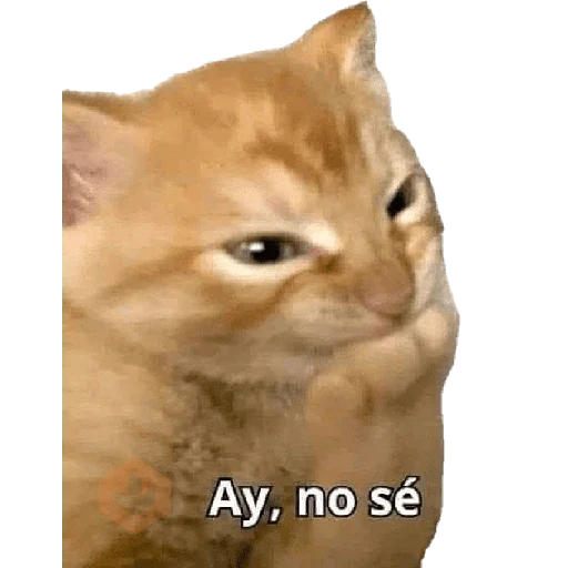 Memes para Responder 2.0 sticker 12