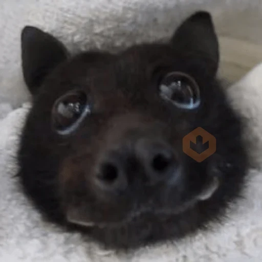 Animals cursed sticker 17
