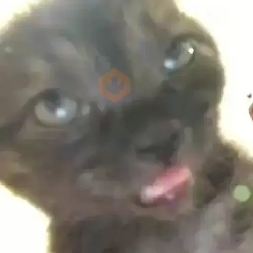 Random Gifs xd sticker 18
