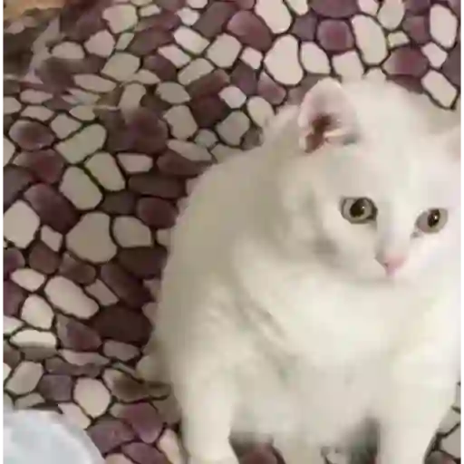Random Gifs xd sticker 27