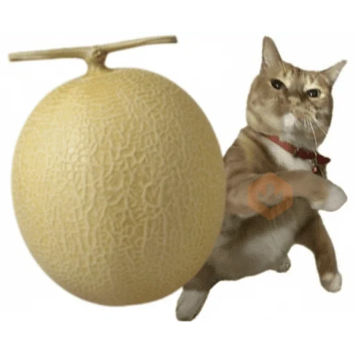 Gato pelao sticker 17