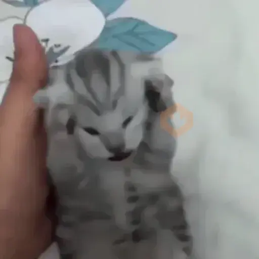 gato | cat 🐈 sticker 11