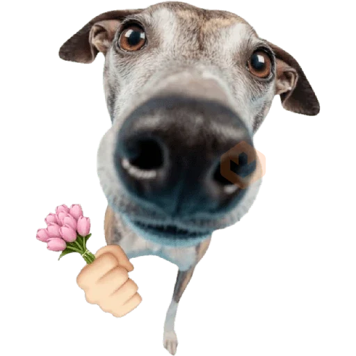 anjing emoji iphone sticker 11