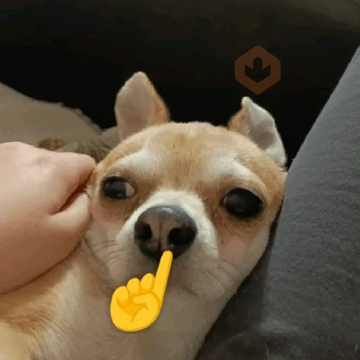 anjing emoji iphone sticker 15