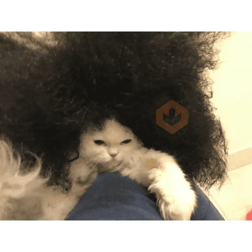 Mar Cucurella - Gato 😸 sticker 11