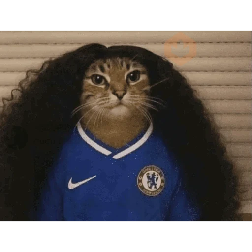 Mar Cucurella - Gato 😸 sticker 15