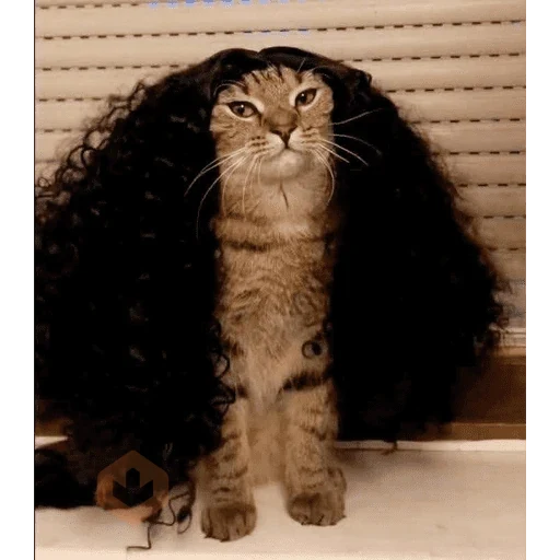 Mar Cucurella - Gato 😸 sticker 12