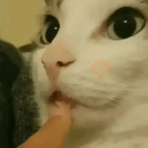 gatos de todo tipo sticker 11