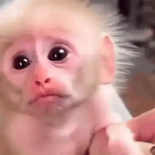 Monos 6️⃣🐒Changos 🙈 sticker 24