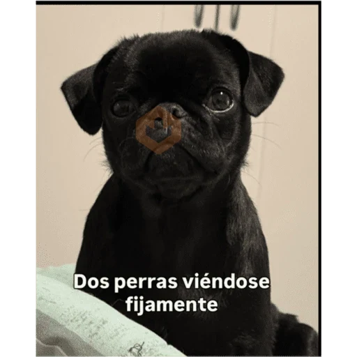 Monitos sticker 26