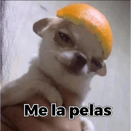 😜caricaturasmemes🤪 sticker 15