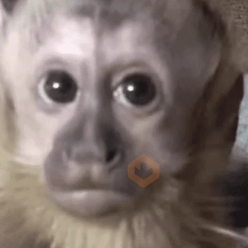 Animals sticker 25