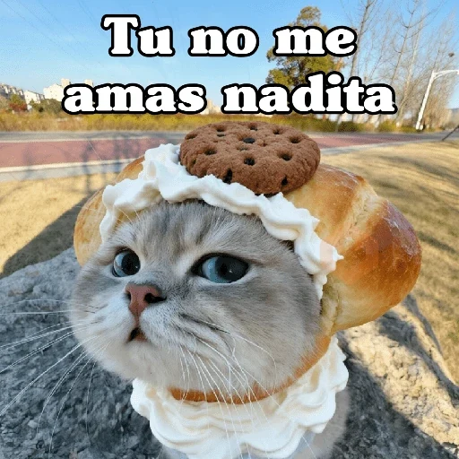 🧿 Gatos Frases chat🐈🐱 sticker 17