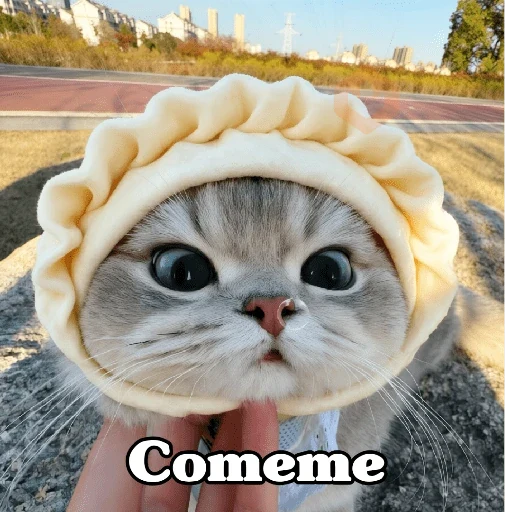 🧿 Gatos Frases chat🐈🐱 sticker 15