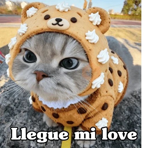 🧿 Gatos Frases chat🐈🐱 sticker 14