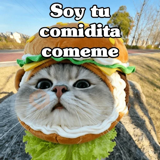 🧿 Gatos Frases chat🐈🐱 sticker 16
