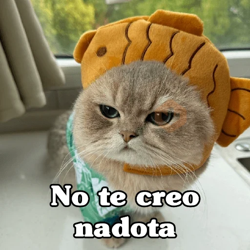 🧿 Gatos Frases chat🐈🐱 sticker 11