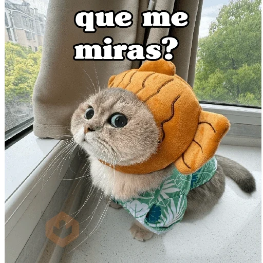 🧿 Gatos Frases chat🐈🐱 sticker 12