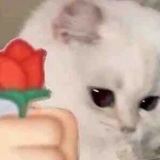 😸 Gatitos Amor 😸 sticker 19